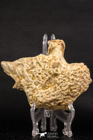 07907 -  Rare 4.89 Inch Unidentified Crocodile Partial Skull Bone Late Cretaceous