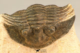 30633 - Well Preserved 0.79 Inch Scabriscutellum sp Middle Devonian Trilobite