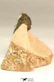30633 - Well Preserved 0.79 Inch Scabriscutellum sp Middle Devonian Trilobite