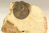 30633 - Well Preserved 0.79 Inch Scabriscutellum sp Middle Devonian Trilobite