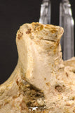 07907 -  Rare 4.89 Inch Unidentified Crocodile Partial Skull Bone Late Cretaceous