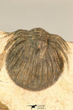 30633 - Well Preserved 0.79 Inch Scabriscutellum sp Middle Devonian Trilobite