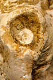 07908 - Rare 5.09 Inch Unidentified Crocodile Premaxillary Bone Late Cretaceous