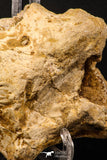 07908 - Rare 5.09 Inch Unidentified Crocodile Premaxillary Bone Late Cretaceous