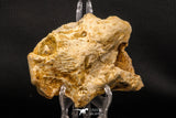 07908 - Rare 5.09 Inch Unidentified Crocodile Premaxillary Bone Late Cretaceous