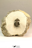 30636 - Top Rare 1.46 Inch Pilletopeltis sp Lower Devonian Trilobite - Morocco