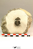 30636 - Top Rare 1.46 Inch Pilletopeltis sp Lower Devonian Trilobite - Morocco