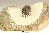 30636 - Top Rare 1.46 Inch Pilletopeltis sp Lower Devonian Trilobite - Morocco