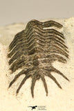 30636 - Top Rare 1.46 Inch Pilletopeltis sp Lower Devonian Trilobite - Morocco