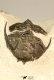 30636 - Top Rare 1.46 Inch Pilletopeltis sp Lower Devonian Trilobite - Morocco