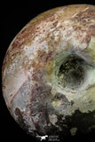 20866 -  Huge 5.30 Inch Vascoceras durandi (Ammonite) Upper Cretaceous Turonian stage