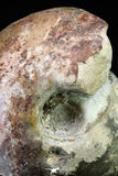 20866 -  Huge 5.30 Inch Vascoceras durandi (Ammonite) Upper Cretaceous Turonian stage