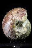 20866 -  Huge 5.30 Inch Vascoceras durandi (Ammonite) Upper Cretaceous Turonian stage