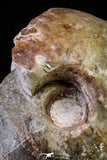20866 -  Huge 5.30 Inch Vascoceras durandi (Ammonite) Upper Cretaceous Turonian stage