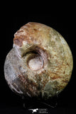 20866 -  Huge 5.30 Inch Vascoceras durandi (Ammonite) Upper Cretaceous Turonian stage