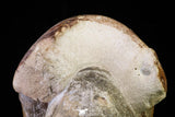 20866 -  Huge 5.30 Inch Vascoceras durandi (Ammonite) Upper Cretaceous Turonian stage