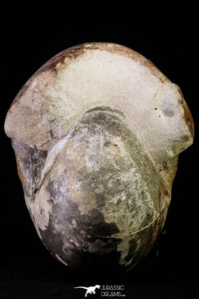 Huge 5.30 Inch Vascoceras durandi (Ammonite) Upper Cretaceous Turonian ...