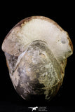 20866 -  Huge 5.30 Inch Vascoceras durandi (Ammonite) Upper Cretaceous Turonian stage