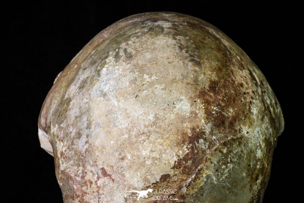 Huge 5.30 Inch Vascoceras durandi (Ammonite) Upper Cretaceous Turonian ...