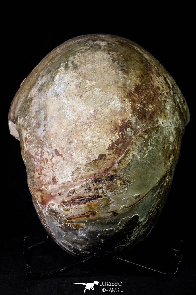 Huge 5.30 Inch Vascoceras durandi (Ammonite) Upper Cretaceous Turonian ...