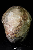 20866 -  Huge 5.30 Inch Vascoceras durandi (Ammonite) Upper Cretaceous Turonian stage