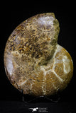 20867 - Nice Agatized & Polished 5.44 Inch Cleoniceras sp Lower Cretaceous Ammonite Madagascar