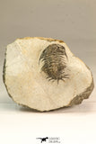 30639 - Top Rare 1.48 Inch Pilletopeltis sp Lower Devonian Trilobite - Morocco
