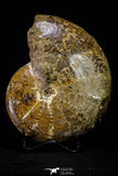 20867 - Nice Agatized & Polished 5.44 Inch Cleoniceras sp Lower Cretaceous Ammonite Madagascar