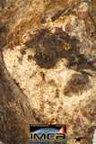 09010 - Almost Complete NWA Unclassified Ordinary Chondrite Meteorite 231.3 g