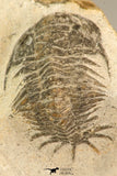 30639 - Top Rare 1.48 Inch Pilletopeltis sp Lower Devonian Trilobite - Morocco