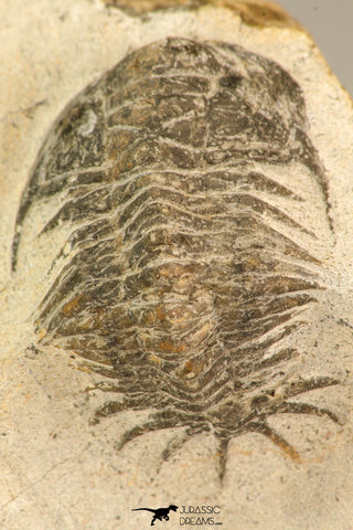 30639 - Top Rare 1.48 Inch Pilletopeltis sp Lower Devonian Trilobite - Morocco