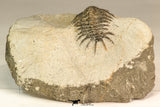 30639 - Top Rare 1.48 Inch Pilletopeltis sp Lower Devonian Trilobite - Morocco