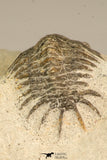 30639 - Top Rare 1.48 Inch Pilletopeltis sp Lower Devonian Trilobite - Morocco