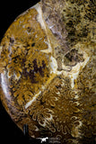 20867 - Nice Agatized & Polished 5.44 Inch Cleoniceras sp Lower Cretaceous Ammonite Madagascar