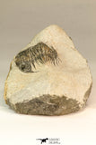 30639 - Top Rare 1.48 Inch Pilletopeltis sp Lower Devonian Trilobite - Morocco