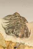 30639 - Top Rare 1.48 Inch Pilletopeltis sp Lower Devonian Trilobite - Morocco