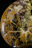 20868 - Nice Agatized & Polished 3.96 Inch Cleoniceras sp Lower Cretaceous Ammonite Madagascar