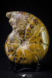20868 - Nice Agatized & Polished 3.96 Inch Cleoniceras sp Lower Cretaceous Ammonite Madagascar