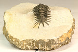 30640 - Top Rare 1.47 Inch Pilletopeltis sp Lower Devonian Trilobite - Morocco