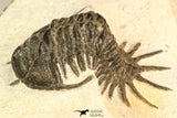 30640 - Top Rare 1.47 Inch Pilletopeltis sp Lower Devonian Trilobite - Morocco
