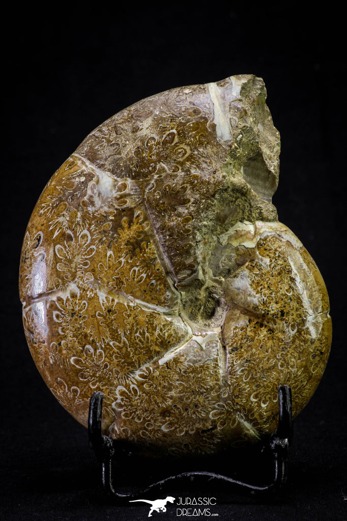 20869 - Nice Agatized & Polished 3.74 Inch Cleoniceras sp Lower Cretaceous Ammonite Madagascar