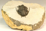 30640 - Top Rare 1.47 Inch Pilletopeltis sp Lower Devonian Trilobite - Morocco