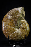 20869 - Nice Agatized & Polished 3.74 Inch Cleoniceras sp Lower Cretaceous Ammonite Madagascar
