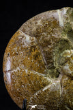 20869 - Nice Agatized & Polished 3.74 Inch Cleoniceras sp Lower Cretaceous Ammonite Madagascar