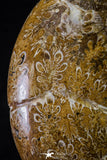 20869 - Nice Agatized & Polished 3.74 Inch Cleoniceras sp Lower Cretaceous Ammonite Madagascar