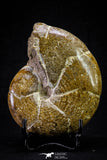 20869 - Nice Agatized & Polished 3.74 Inch Cleoniceras sp Lower Cretaceous Ammonite Madagascar