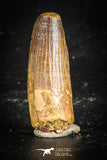 77102 - Top Quality Juvenile 1.48 Inch Spinosaurus Dinosaur Tooth Cretaceous