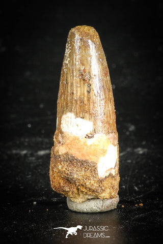 77103 - Top Quality Juvenile 1.47 Inch Spinosaurus Dinosaur Tooth Cretaceous