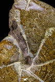 20869 - Nice Agatized & Polished 3.74 Inch Cleoniceras sp Lower Cretaceous Ammonite Madagascar