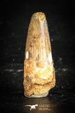 77103 - Top Quality Juvenile 1.47 Inch Spinosaurus Dinosaur Tooth Cretaceous